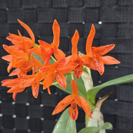 Cattleya aurantiaca f. Pecosa