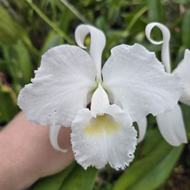 C. trianaei ff. alba Tarquí