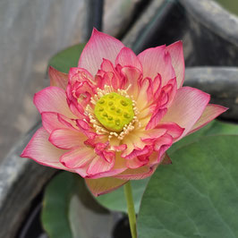 Nelumbo Mount Zhong Splendour