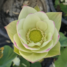 Nelumbo The Yangtze River Sail