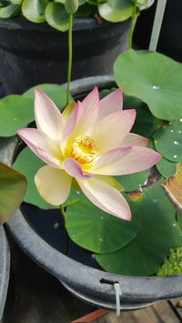 Nelumbo Como IT-7