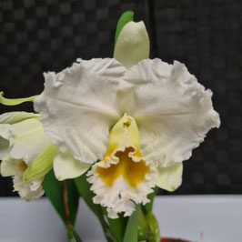 Cattleya percivaliana ff. alba "Orquifollajes"