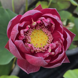 Nelumbo Happy Lover