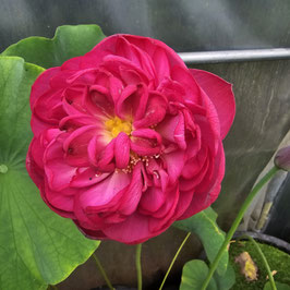Nelumbo 136