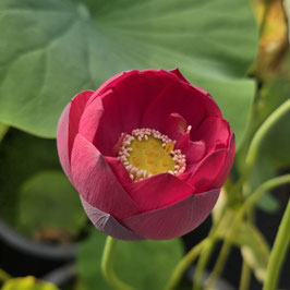 Nelumbo ZI-2017-2