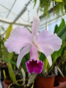 Cattleya Adela