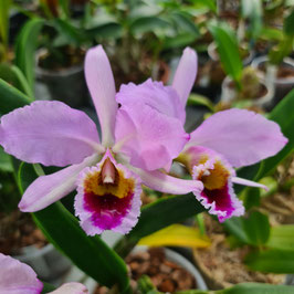 Cattleya percivaliana Klon "Catalina" - Original Djungle Typ