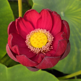 Nelumbo Flare in Heavenly Lake