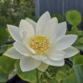 Nelumbo Green Waves in Spring