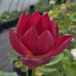 Nelumbo Qinhuai Fishing
