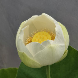 Nelumbo Carolina Snow