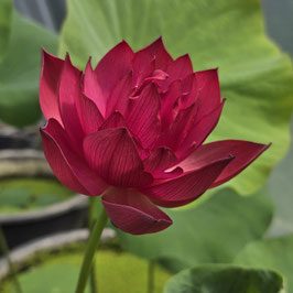 Nelumbo Red Makeup