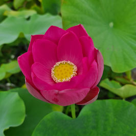 Nelumbo S-2015-28