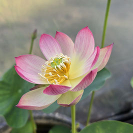 Nelumbo Blushing Fairy