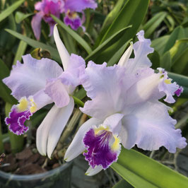 C. lueddemanniana ff. coerulea (Lucas Gabriel x Amparo)