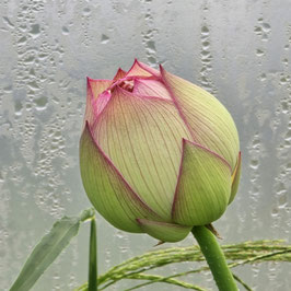 Nelumbo Brilliant Orange