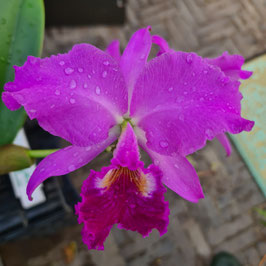 Cattleya labiata rubra x coerulea