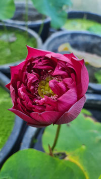 Nelumbo Ancient Capital Red Canal