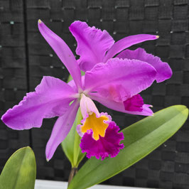 Cattleya eldorado "Mount Ito x self" #2