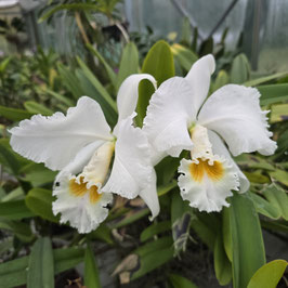Cattleya mossiae fma. alba 'OT188' x self