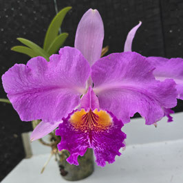 Cattleya lueddemanniana (Clarines x Maruja) x tipo pincelada
