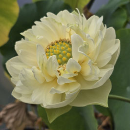Nelumbo Gold and Jade Peony