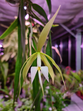 Epidendrum parkinsonianum