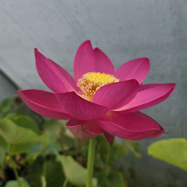 Nelumbo Alisa's Rising S-2014-J-1