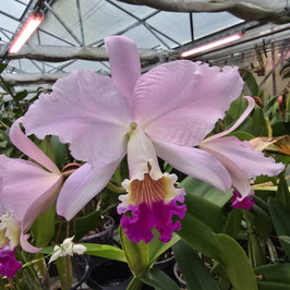 Cattleya mendelii "OV"