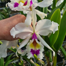 Cattleya warsewiczzii var. semi-alba