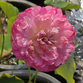 Nelumbo Hong Thai Lian