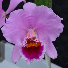 Cattleya percivaliana "Redonda" 4n