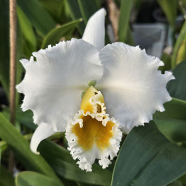 Cattleya percivaliana alba Desejo