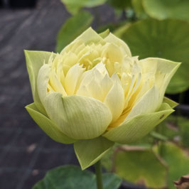 Nelumbo Golden Builder