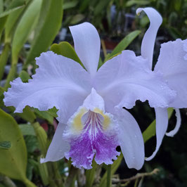 C. lueddemanniana ff. coerulea (Francisco x Mariauxi)