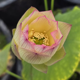 Nelumbo Splendid Sunset