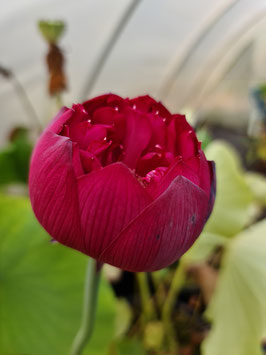 Nelumbo Red River