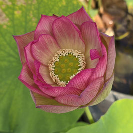Nelumbo Monet Painting