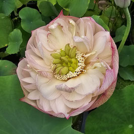 Nelumbo Pulse Feelings