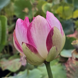 Nelumbo Joker