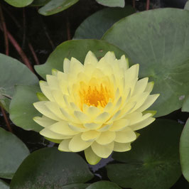 Nymphaea Puttaraksa