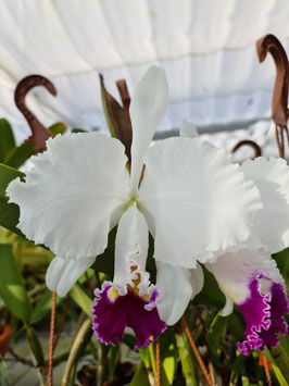 Cattleya trianae ff. semi alba Select