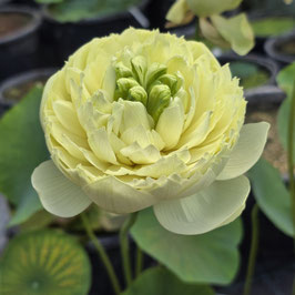 Nelumbo Lemon & Lime