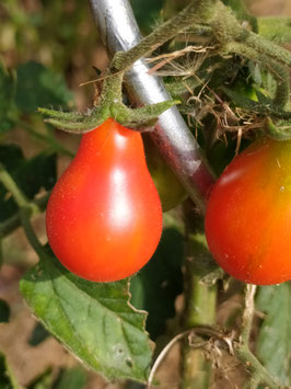 Cocktailtomate "Red Pear"