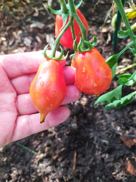 Cocktailtomate "Venusbrüstchen"