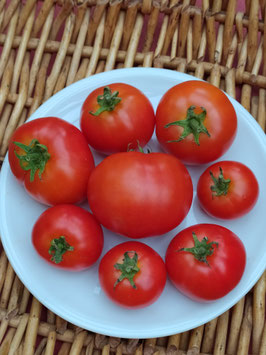 Buschtomate "Wolgograd früh"