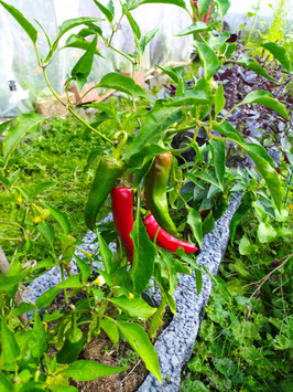Paprika "Szegediner" (Gewürzpaprika)