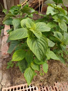Perilla, Shiso für die Japanische Küche