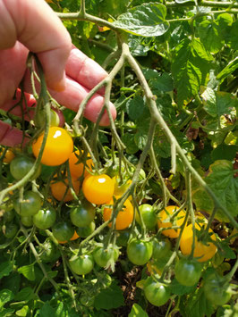 Cocktailtomate "Blondköpfchen"