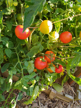 Fülltomate "Tarasenkos Jubiläum"